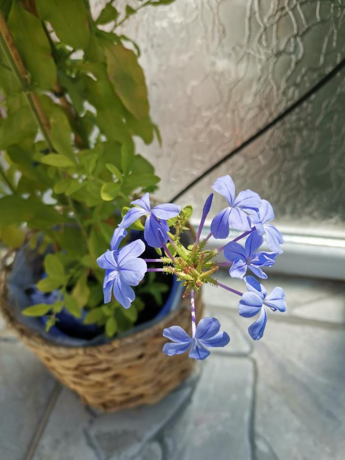 Bloom Box Apartments Craiova Ngoại thất bức ảnh