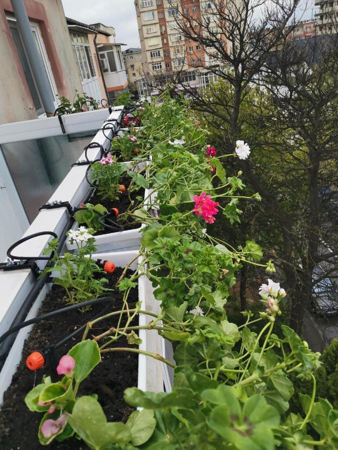 Bloom Box Apartments Craiova Ngoại thất bức ảnh